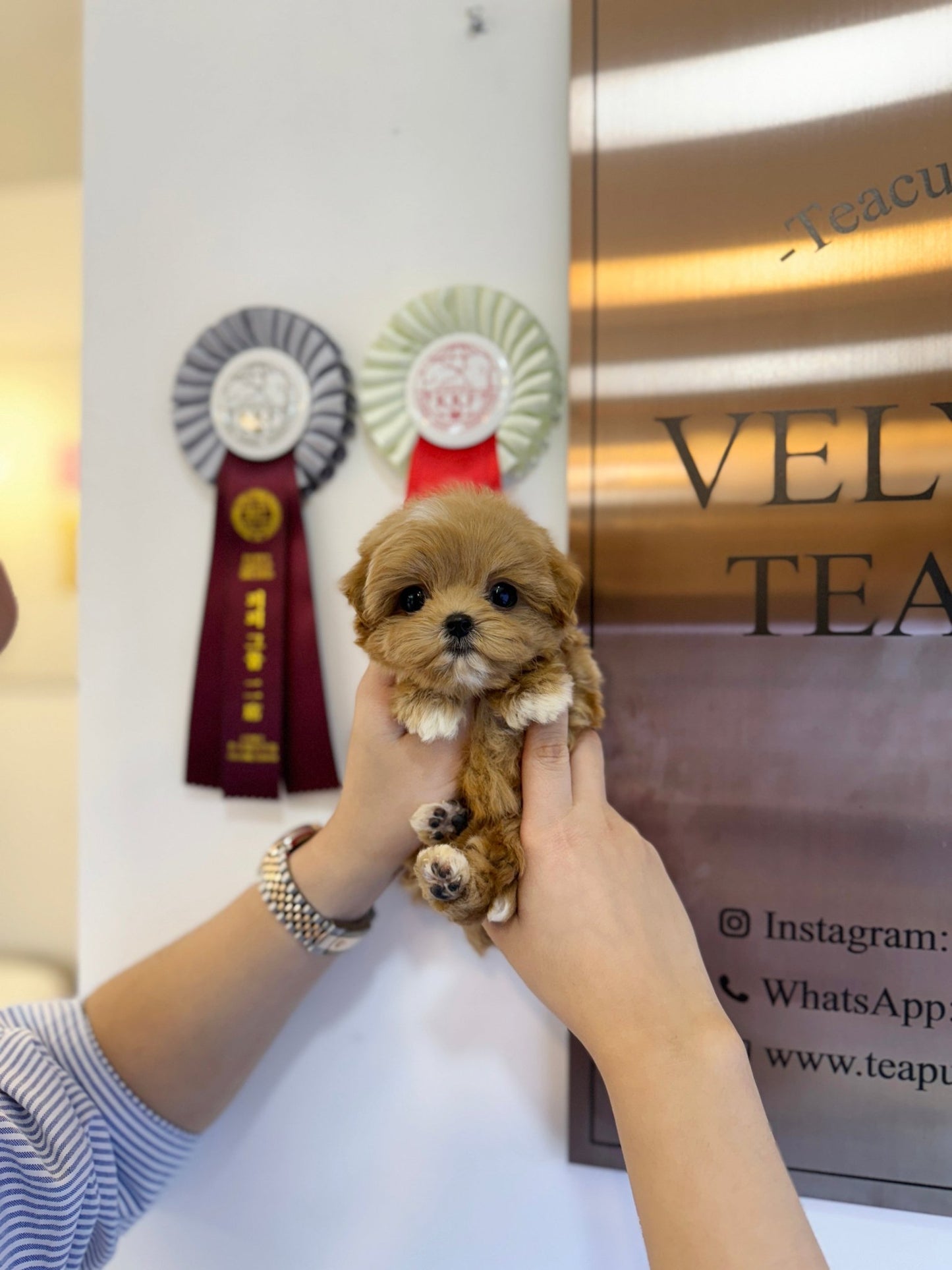 Maltipoo - Vega(Male) - Beautiful puppy teacup puppy with adorable features available for adoption from Velydog