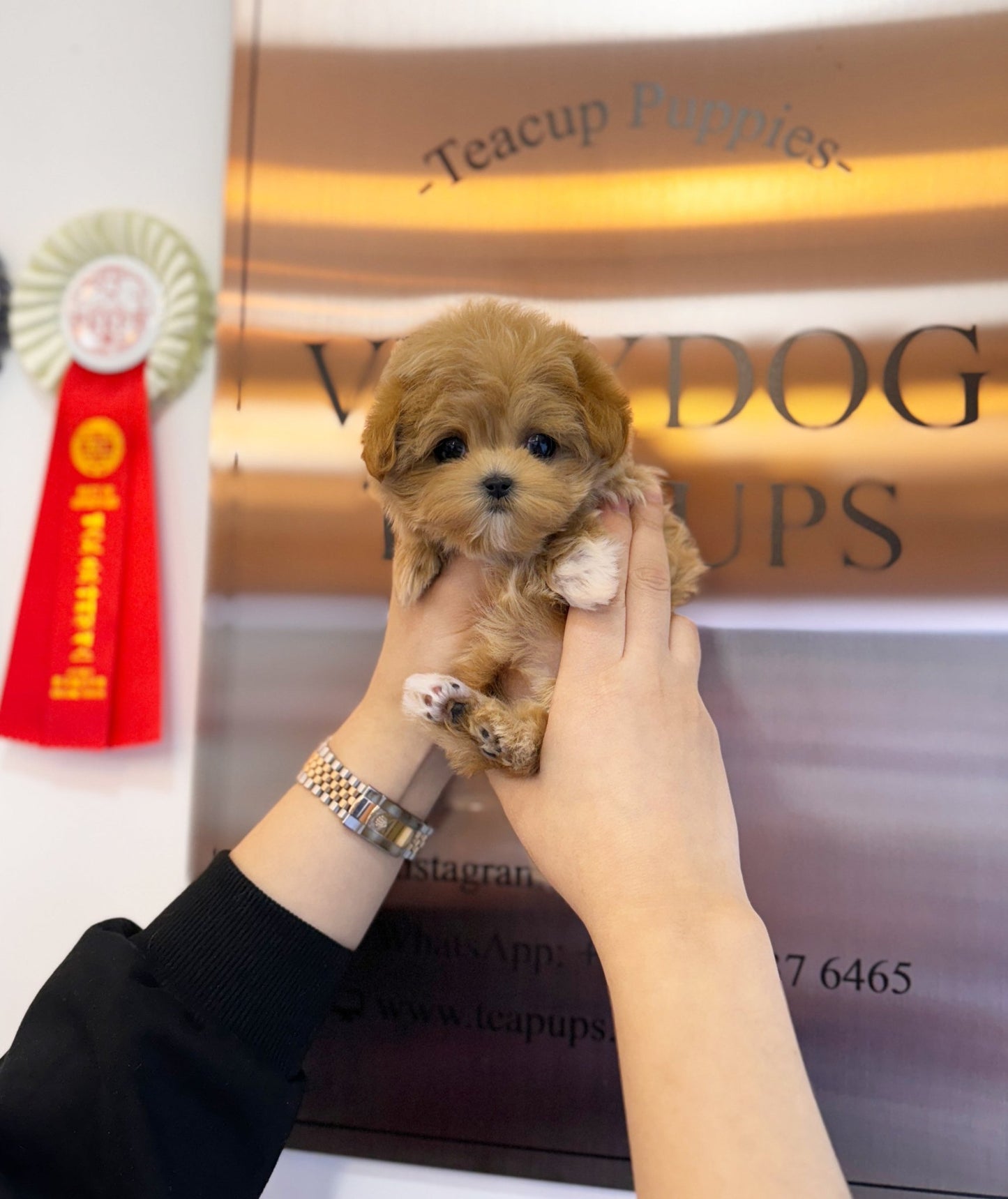 Maltipoo - Vienna(Female) - Beautiful puppy teacup puppy with adorable features available for adoption from Velydog