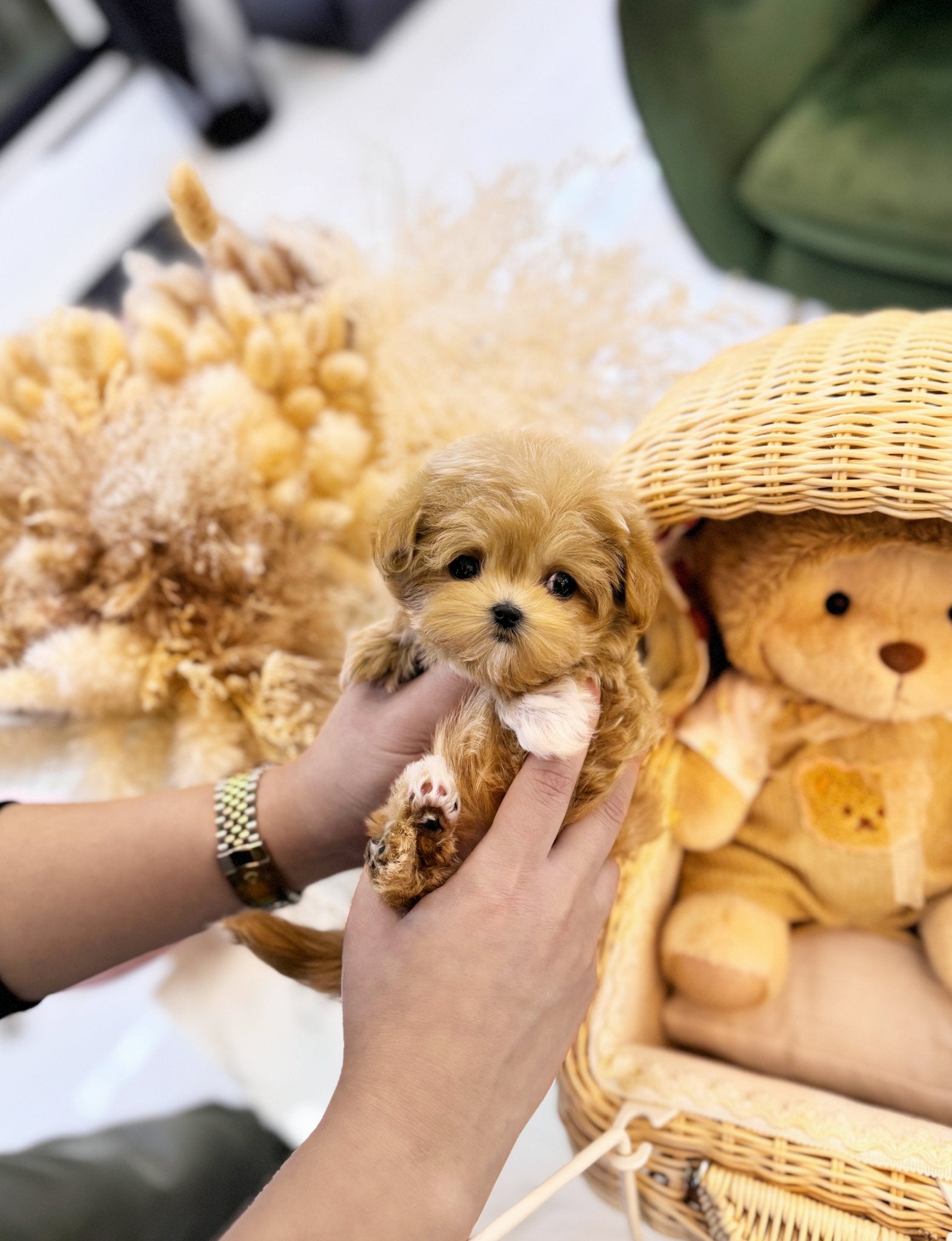 Maltipoo - Vienna(Female) - Beautiful puppy teacup puppy with adorable features available for adoption from Velydog