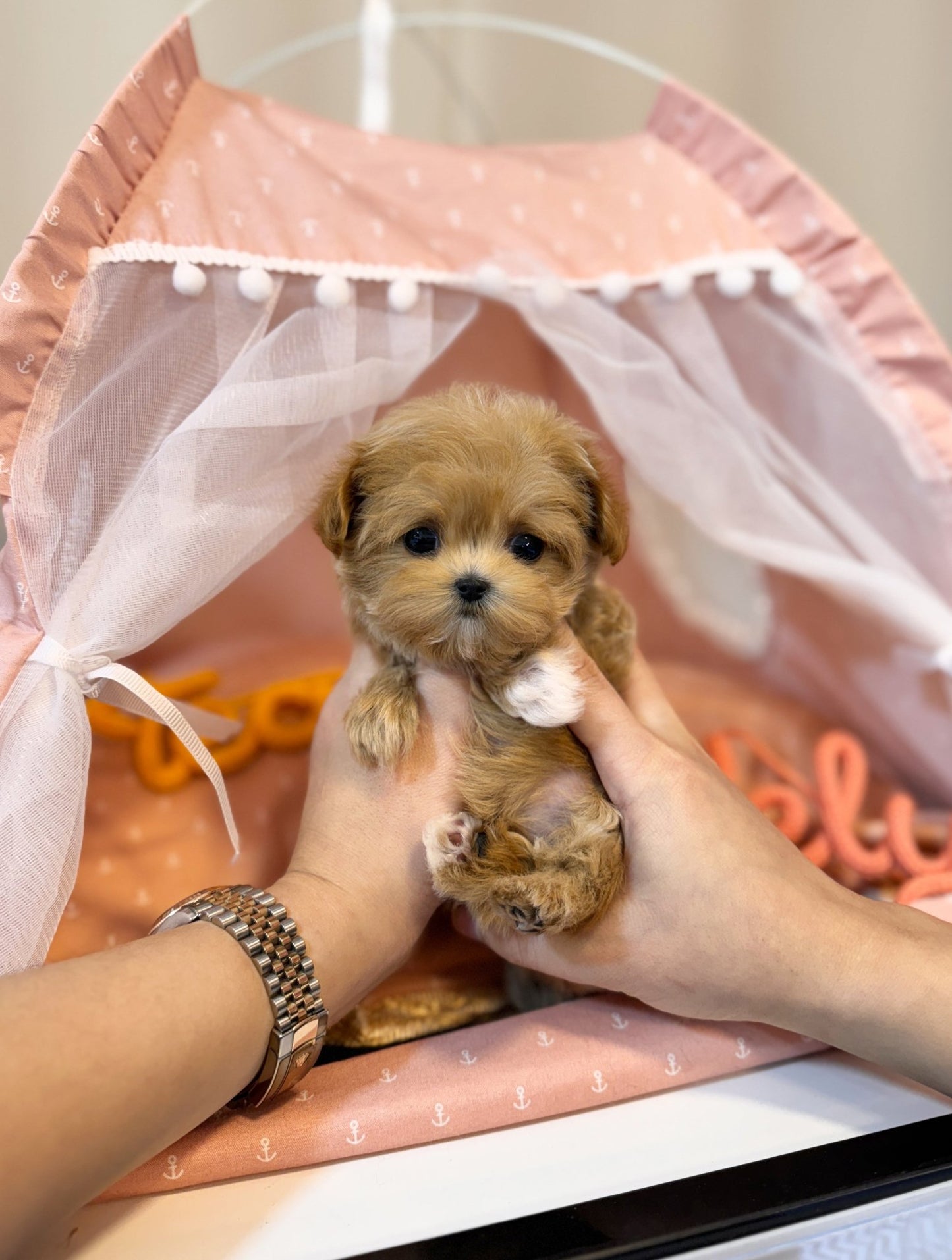 Maltipoo - Vienna(Female) - Beautiful puppy teacup puppy with adorable features available for adoption from Velydog