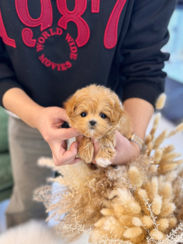 Maltipoo - Vienna(Female) - Beautiful puppy teacup puppy with adorable features available for adoption from Velydog