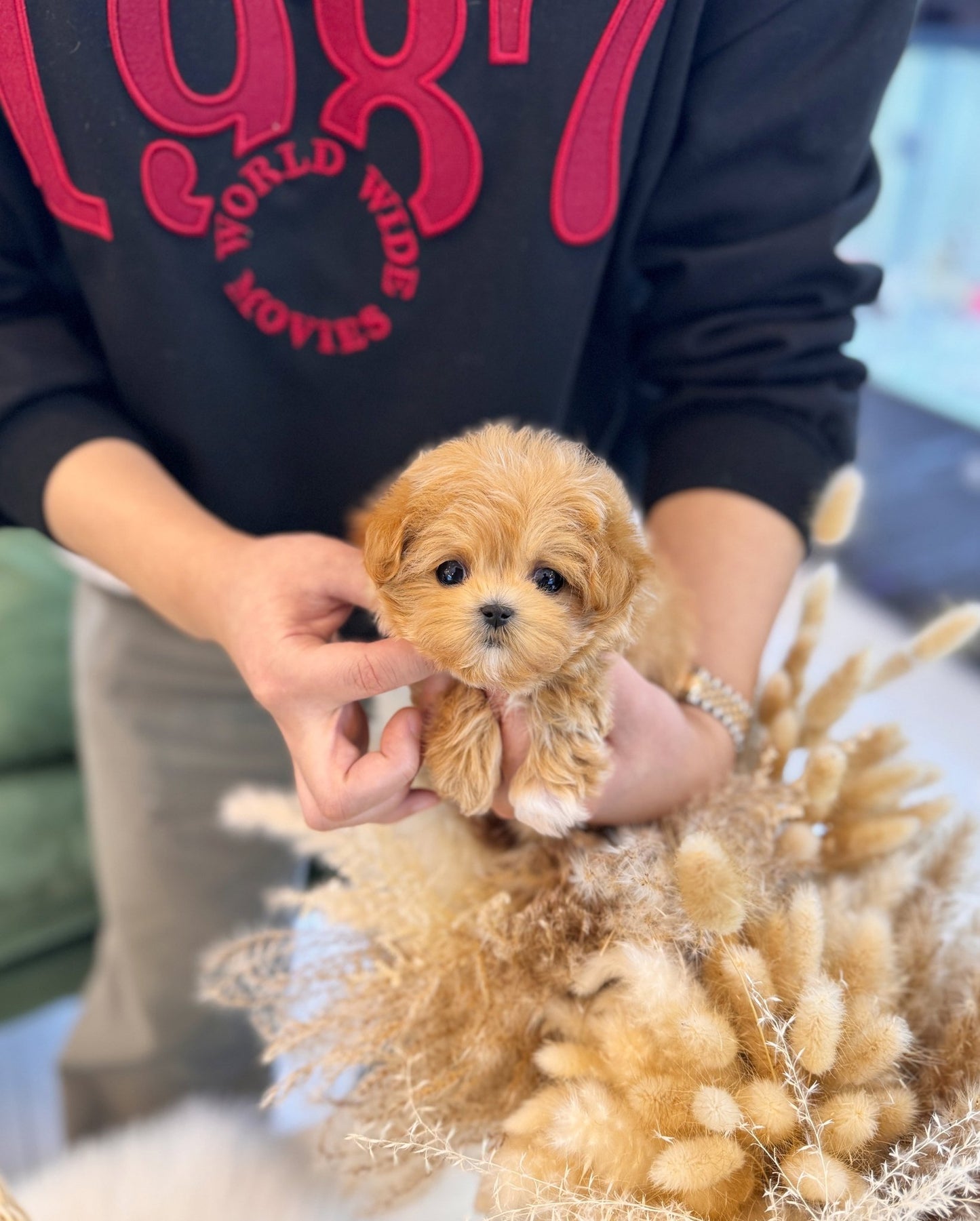 Maltipoo - Vienna(Female) - Beautiful puppy teacup puppy with adorable features available for adoption from Velydog