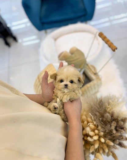 Maltipoo - Vivian(Female) - Beautiful puppy teacup puppy with adorable features available for adoption from Velydog