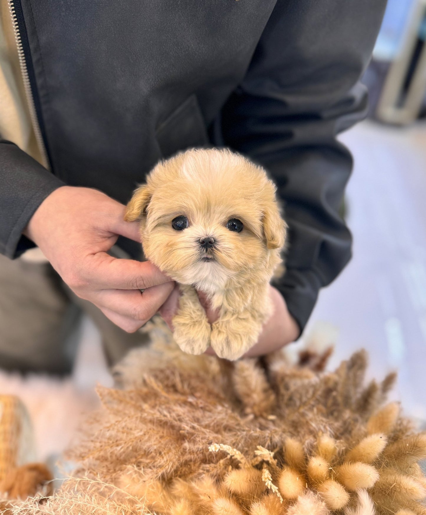 Maltipoo - Vivian(Female) - Beautiful puppy teacup puppy with adorable features available for adoption from Velydog