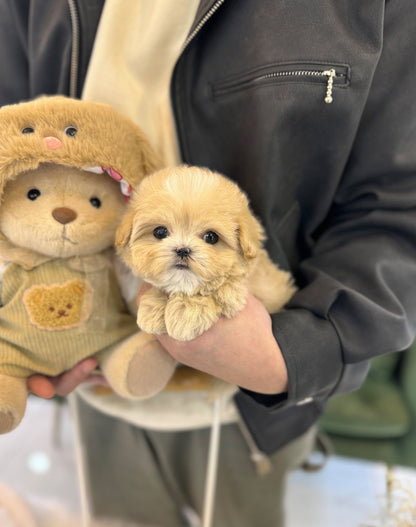 Maltipoo - Vivian(Female) - Beautiful puppy teacup puppy with adorable features available for adoption from Velydog