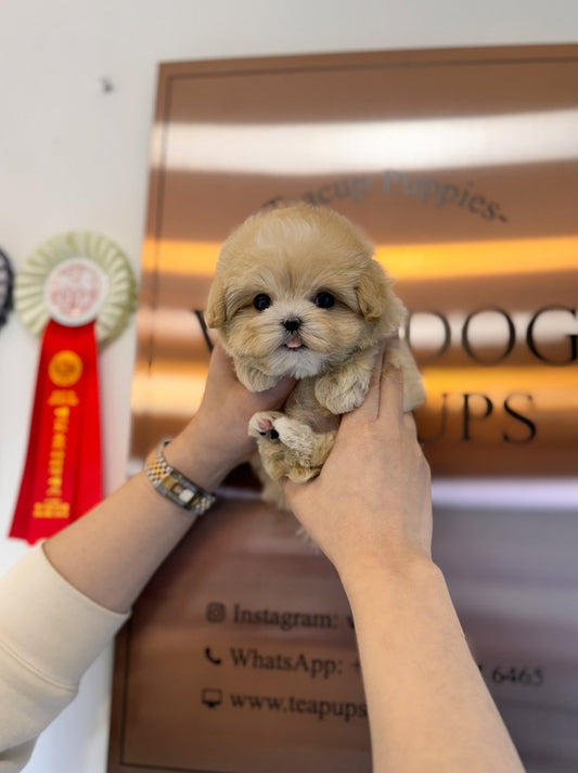 Maltipoo - Vivian(Female) - Beautiful puppy teacup puppy with adorable features available for adoption from Velydog