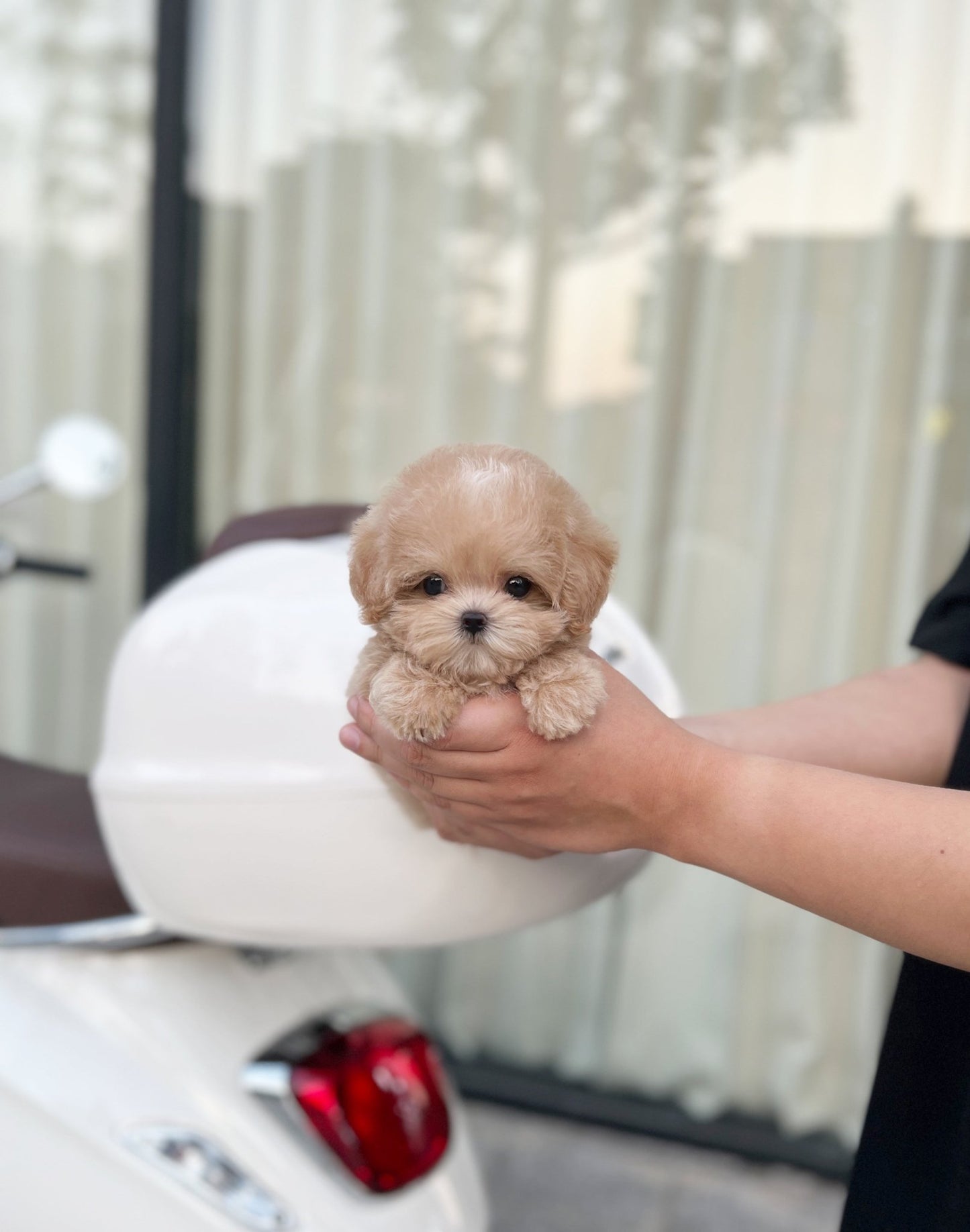 Maltipoo - Windy(Male) - Beautiful puppy teacup puppy with adorable features available for adoption from Velydog