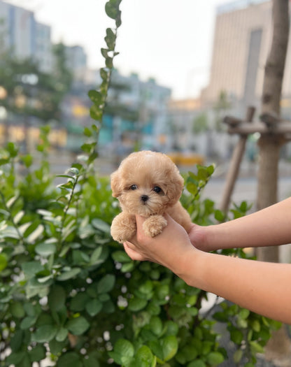 Maltipoo - Windy(Male) - Beautiful puppy teacup puppy with adorable features available for adoption from Velydog