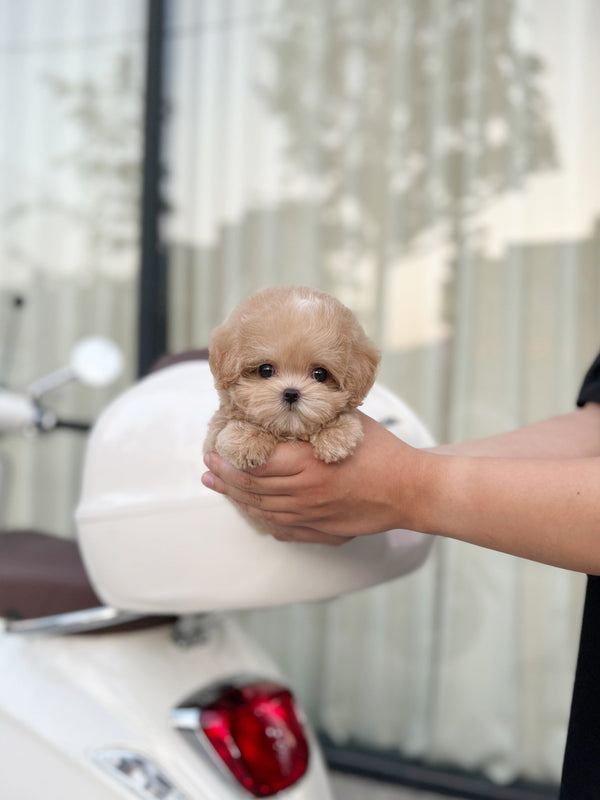 Maltipoo - Windy(Male) - Beautiful puppy teacup puppy with adorable features available for adoption from Velydog