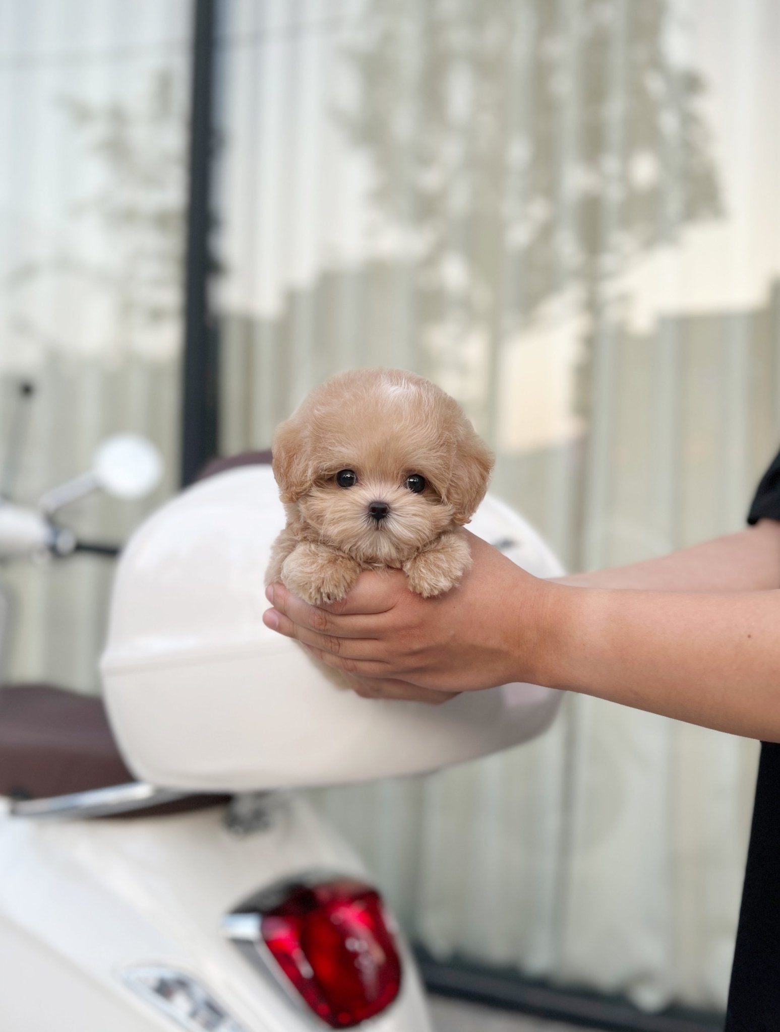 Maltipoo - Windy(Male) - Beautiful puppy teacup puppy with adorable features available for adoption from Velydog