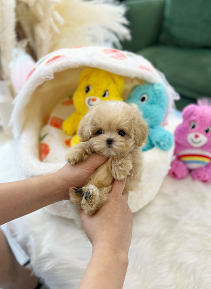 Maltipoo - Windy(Male) - Beautiful puppy teacup puppy with adorable features available for adoption from Velydog