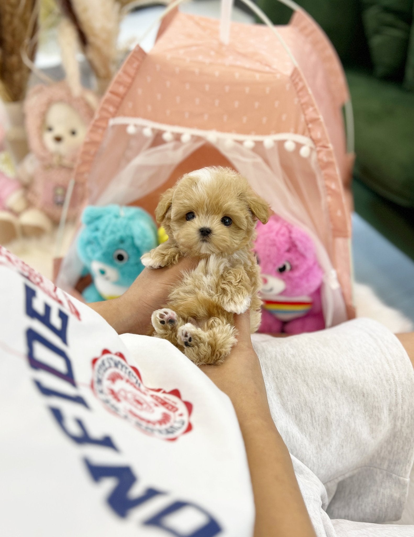 Maltipoo - Wingky(Male) - Beautiful puppy teacup puppy with adorable features available for adoption from Velydog