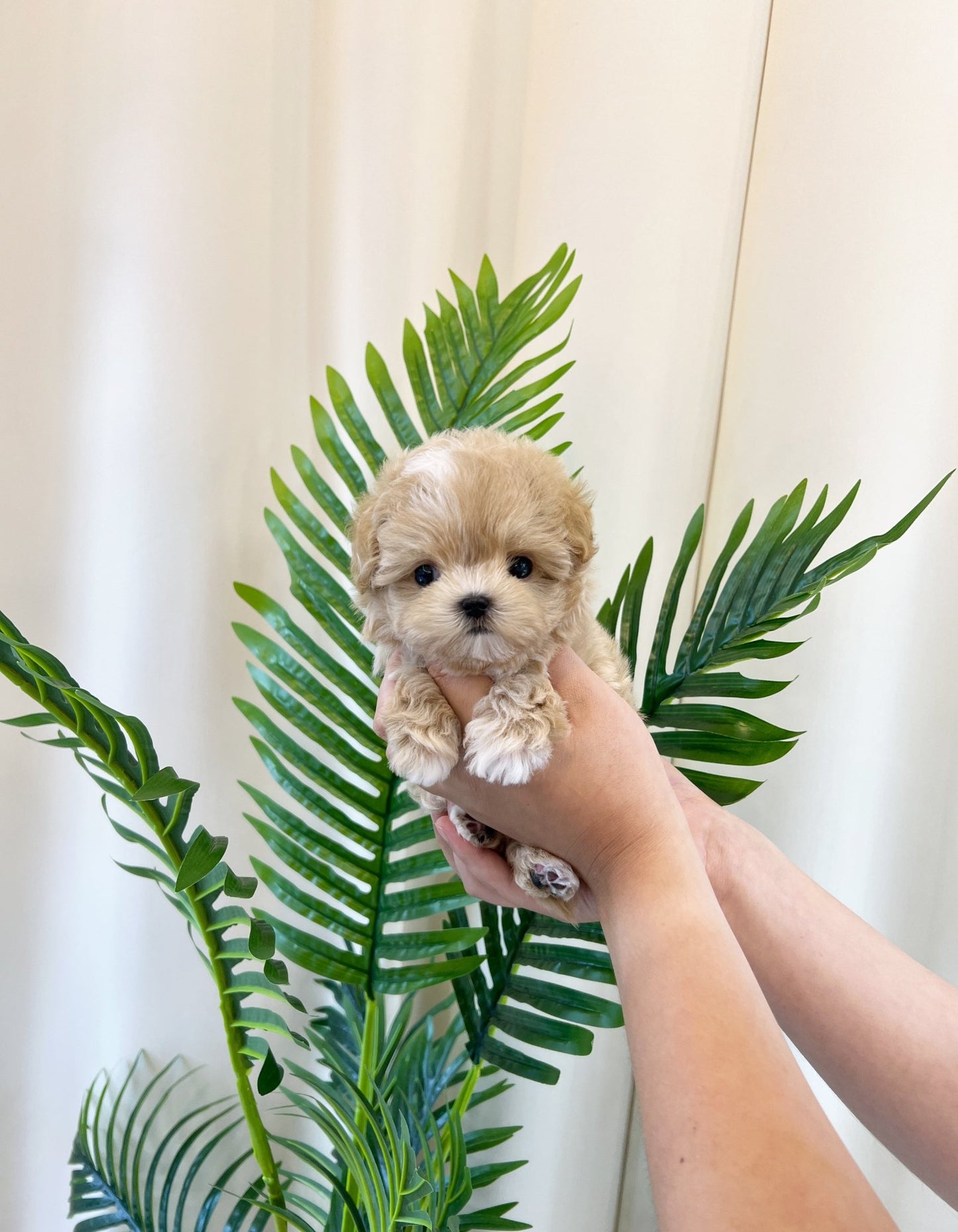 Maltipoo - Wingky(Male) - Beautiful puppy teacup puppy with adorable features available for adoption from Velydog