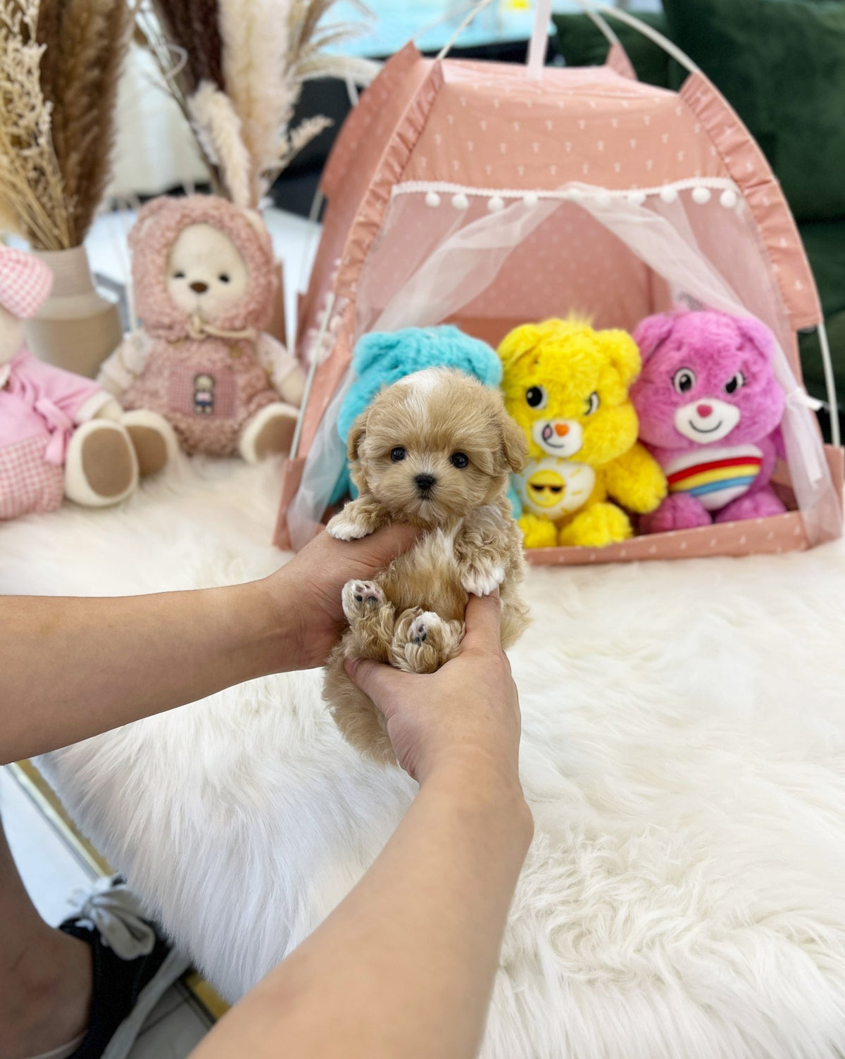 Wingky Teacup Maltipoo Puppy for Sale - Wingky(Male) | Velydog