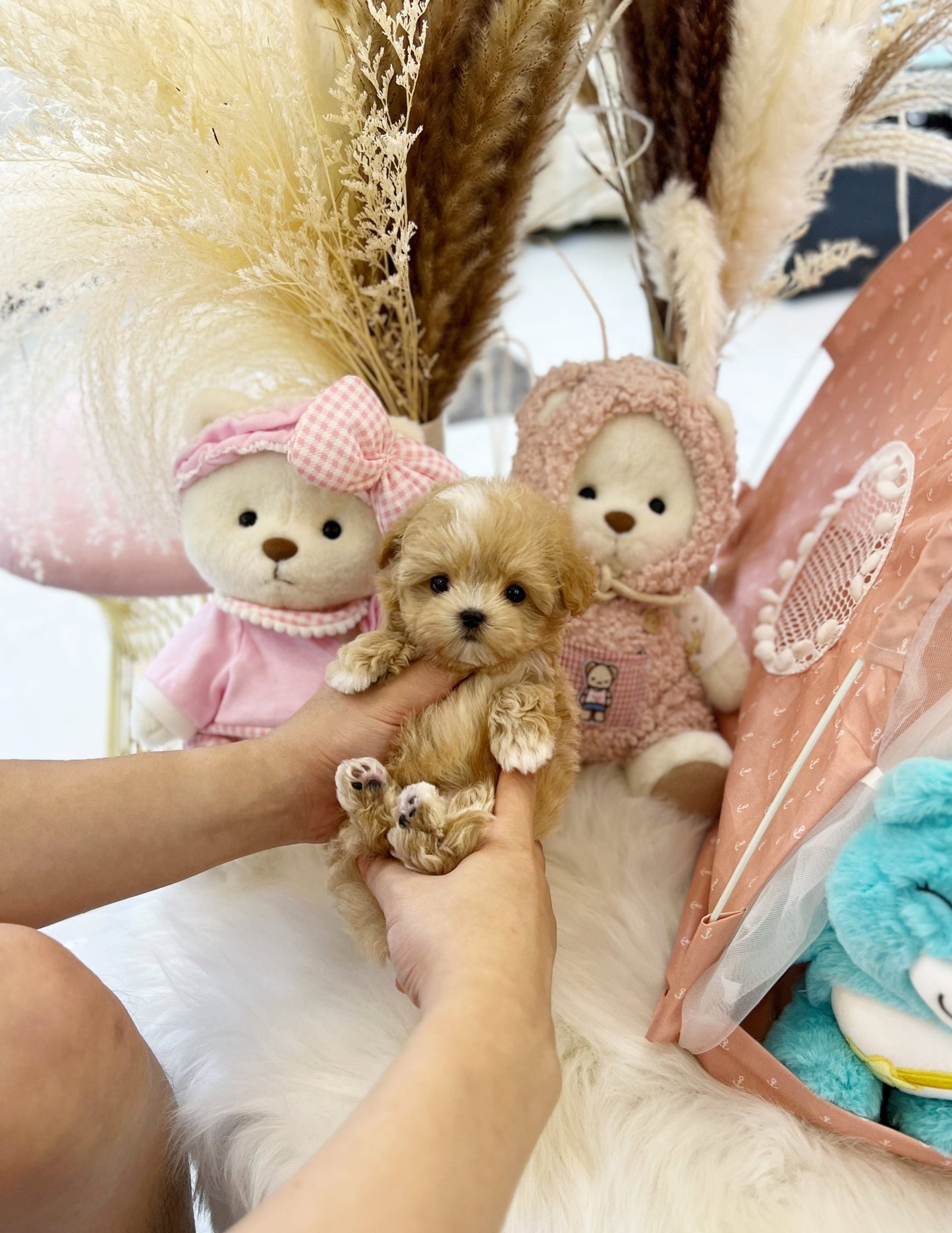 Maltipoo - Wingky(Male) - Beautiful puppy teacup puppy with adorable features available for adoption from Velydog