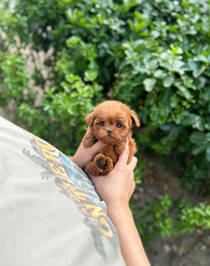 Maltipoo - Winnie(Female) - Beautiful puppy teacup puppy with adorable features available for adoption from Velydog