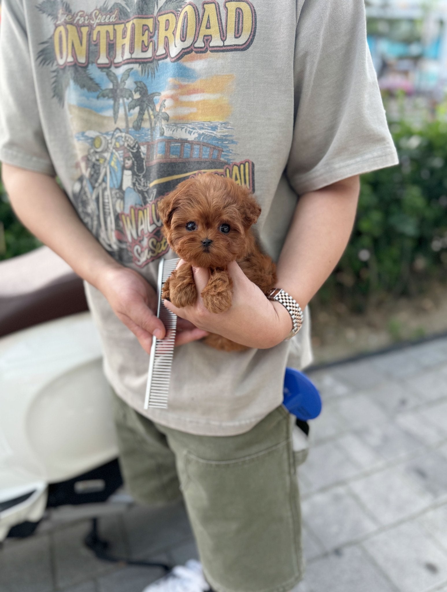 Maltipoo - Winnie(Female) - Beautiful puppy teacup puppy with adorable features available for adoption from Velydog