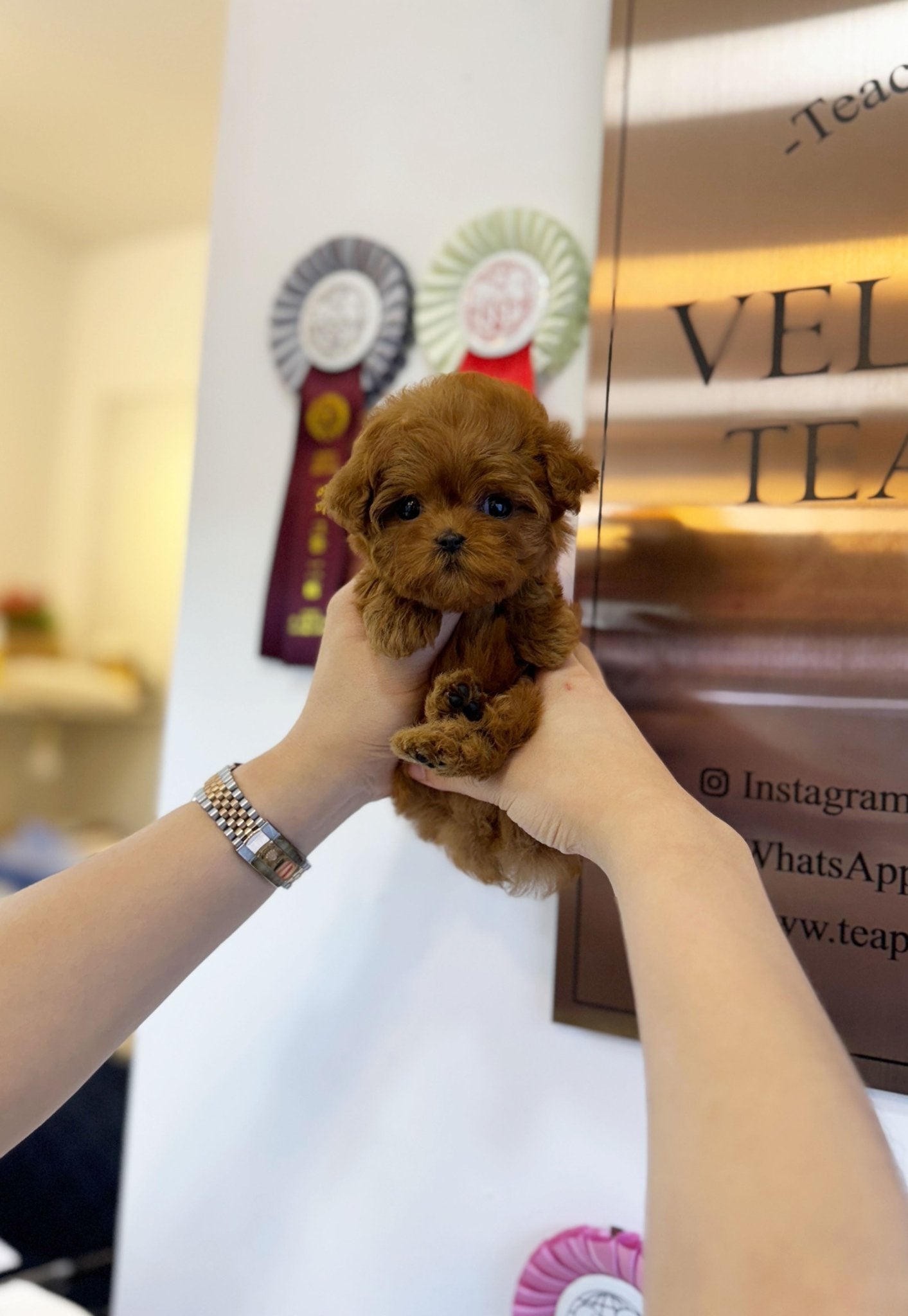 Maltipoo - Winnie(Female) - Beautiful puppy teacup puppy with adorable features available for adoption from Velydog