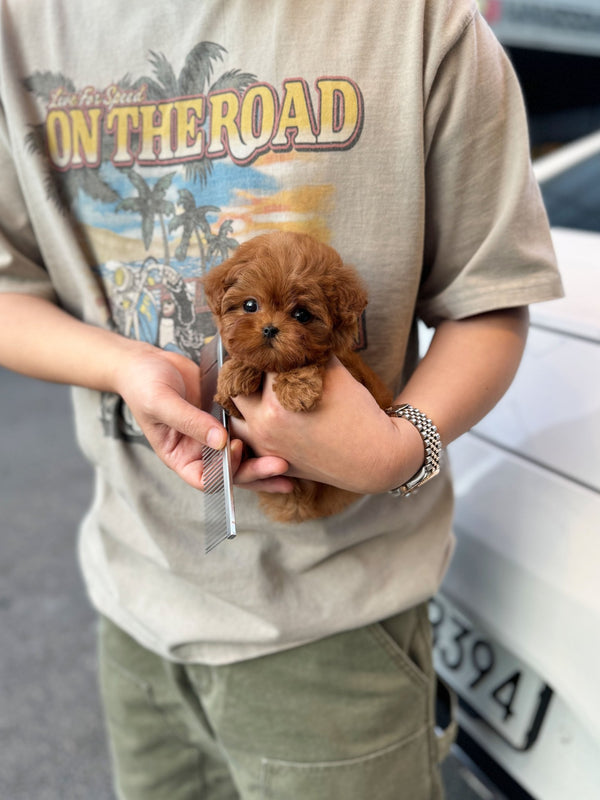 Maltipoo - Winnie(Female) - Beautiful puppy teacup puppy with adorable features available for adoption from Velydog