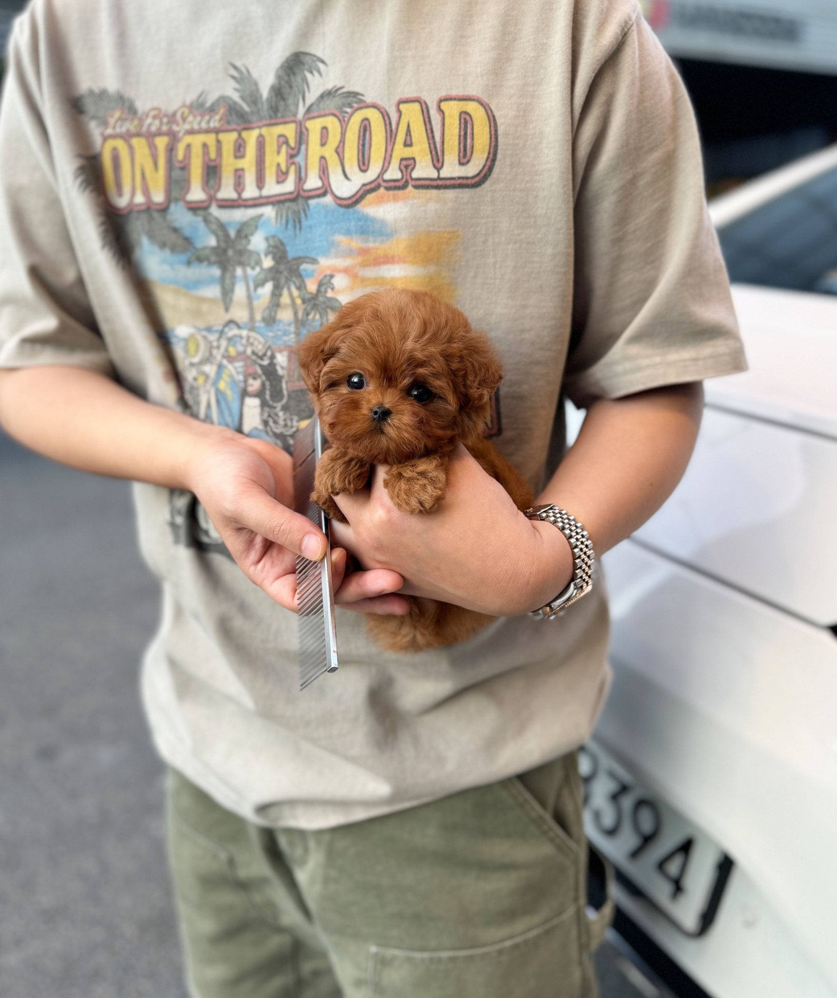 Maltipoo - Winnie(Female) - Beautiful puppy teacup puppy with adorable features available for adoption from Velydog