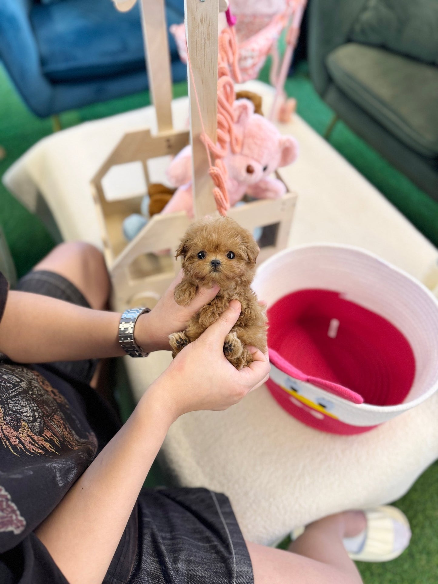 Maltipoo - Wonka(Female) - Beautiful puppy teacup puppy with adorable features available for adoption from Velydog