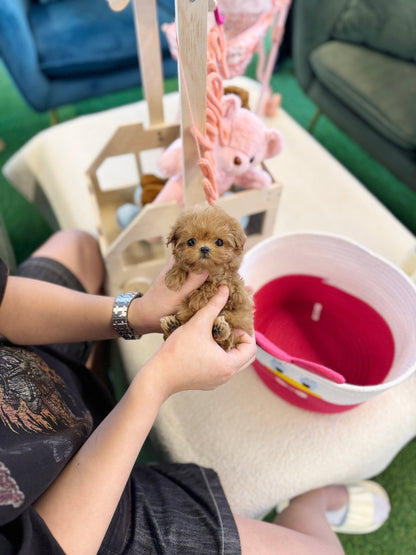 Maltipoo - Wonka(Female) - Beautiful puppy teacup puppy with adorable features available for adoption from Velydog
