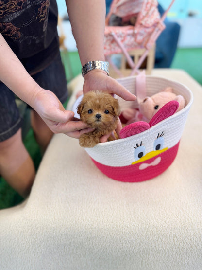 Maltipoo - Wonka(Female) - Beautiful puppy teacup puppy with adorable features available for adoption from Velydog