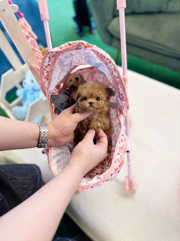 Maltipoo - Wonka(Female) - Beautiful puppy teacup puppy with adorable features available for adoption from Velydog
