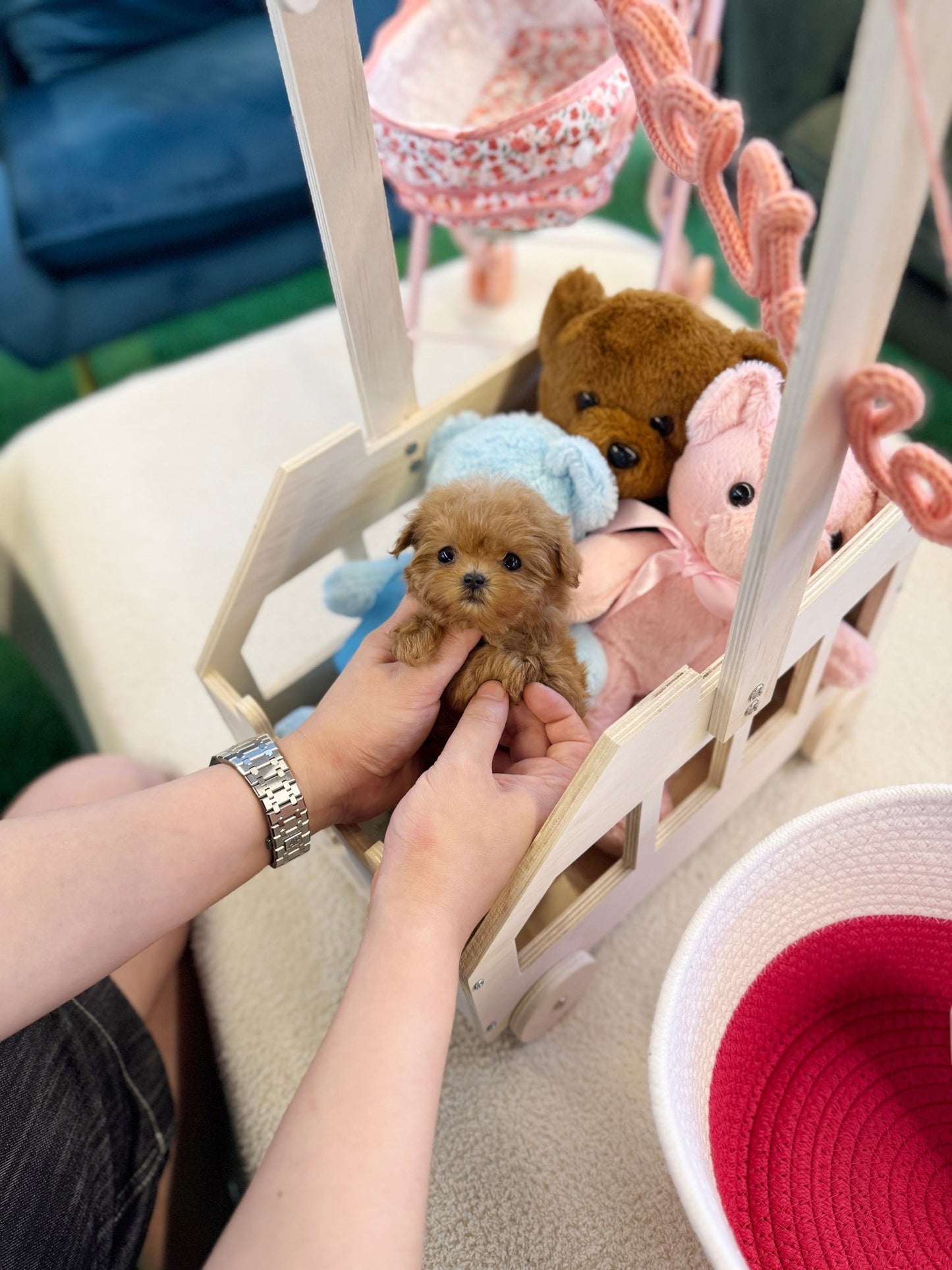 Maltipoo - Wonka(Female) - Beautiful puppy teacup puppy with adorable features available for adoption from Velydog
