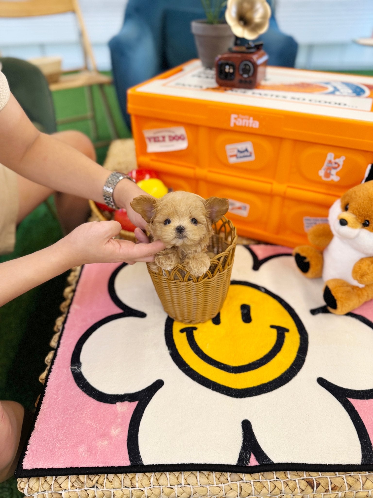 Maltipoo - Woogie(Female) - Beautiful puppy teacup puppy with adorable features available for adoption from Velydog