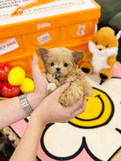 Maltipoo - Woogie(Female) - Beautiful puppy teacup puppy with adorable features available for adoption from Velydog