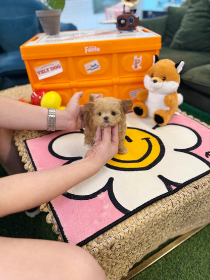 Maltipoo - Woogie(Female) - Beautiful puppy teacup puppy with adorable features available for adoption from Velydog