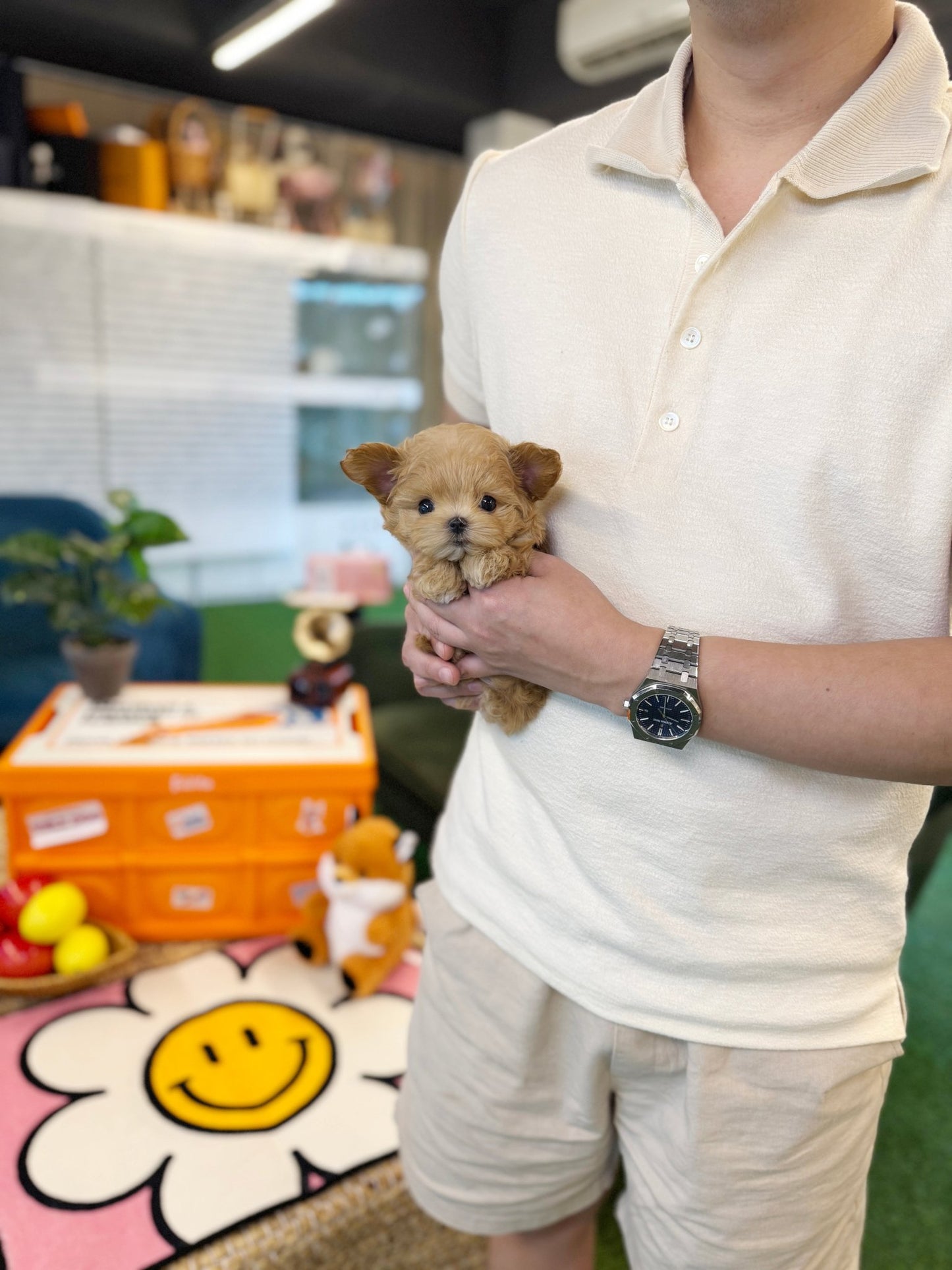 Maltipoo - Woogie(Female) - Beautiful puppy teacup puppy with adorable features available for adoption from Velydog