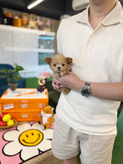 Maltipoo - Woogie(Female) - Beautiful puppy teacup puppy with adorable features available for adoption from Velydog