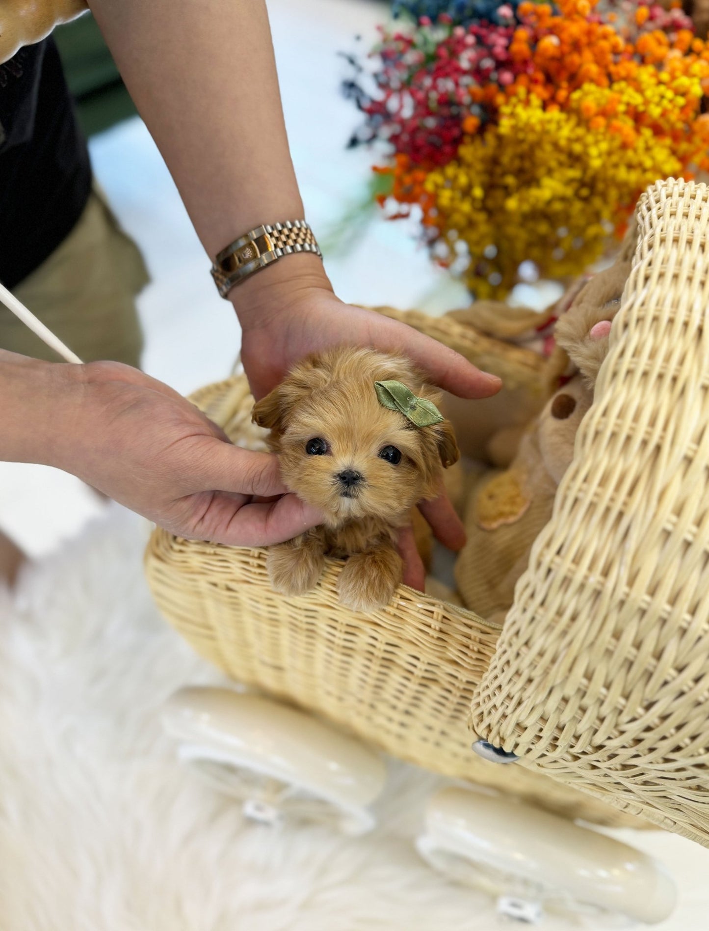 Maltipoo - Woony(Female) - Beautiful puppy teacup puppy with adorable features available for adoption from Velydog