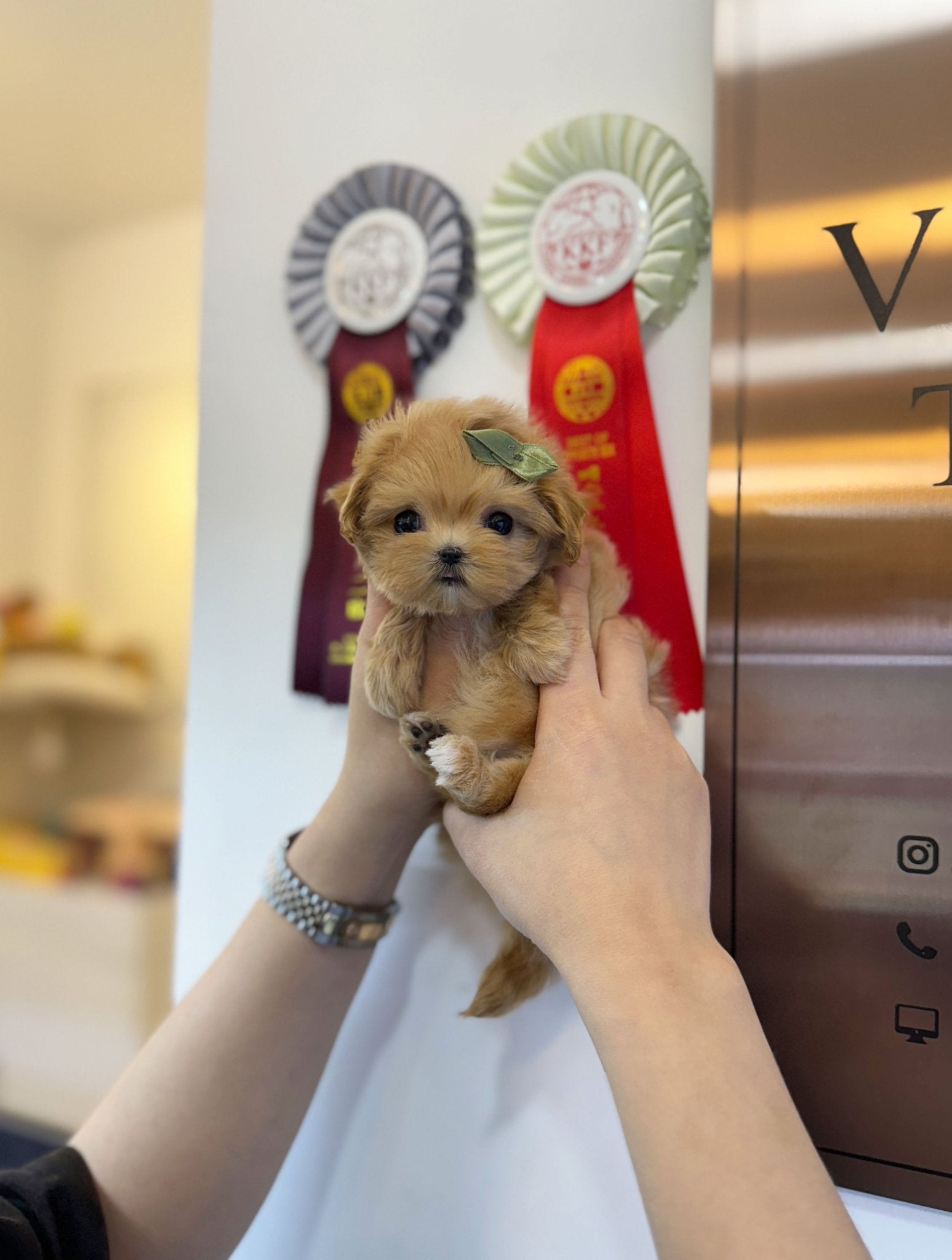 Maltipoo - Woony(Female) - Beautiful puppy teacup puppy with adorable features available for adoption from Velydog