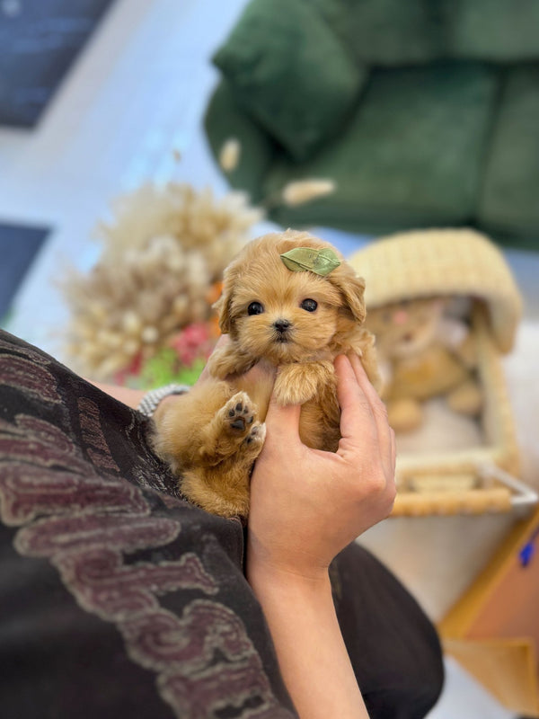 Maltipoo - Woony(Female) - Beautiful puppy teacup puppy with adorable features available for adoption from Velydog