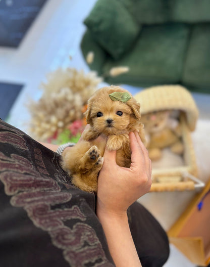 Maltipoo - Woony(Female) - Beautiful puppy teacup puppy with adorable features available for adoption from Velydog