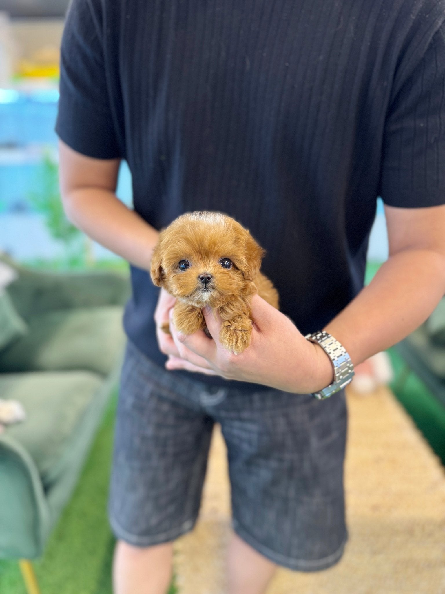 Maltipoo - Yomyom(Female) - Beautiful puppy teacup puppy with adorable features available for adoption from Velydog
