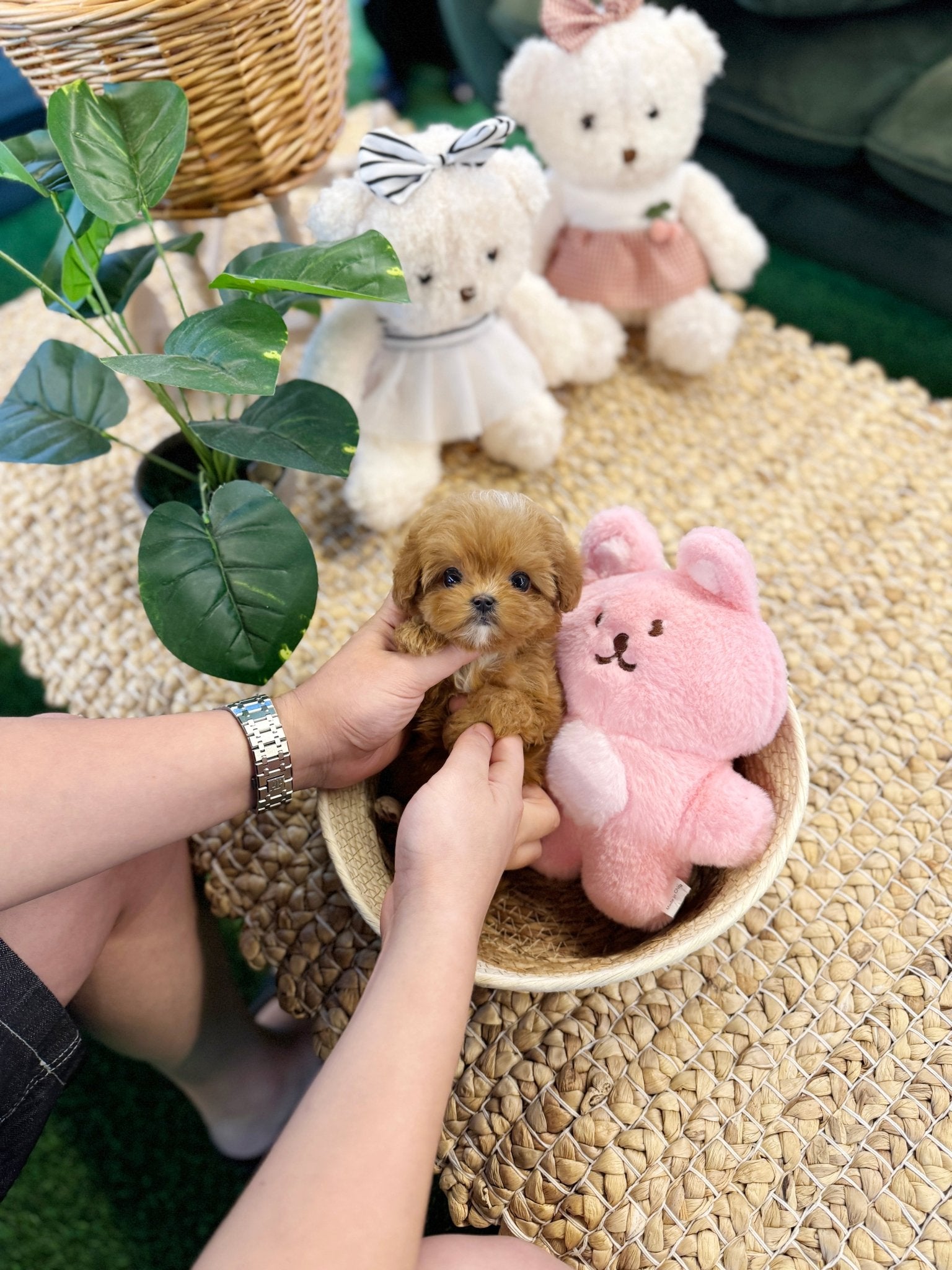 Maltipoo - Yomyom(Female) - Beautiful puppy teacup puppy with adorable features available for adoption from Velydog