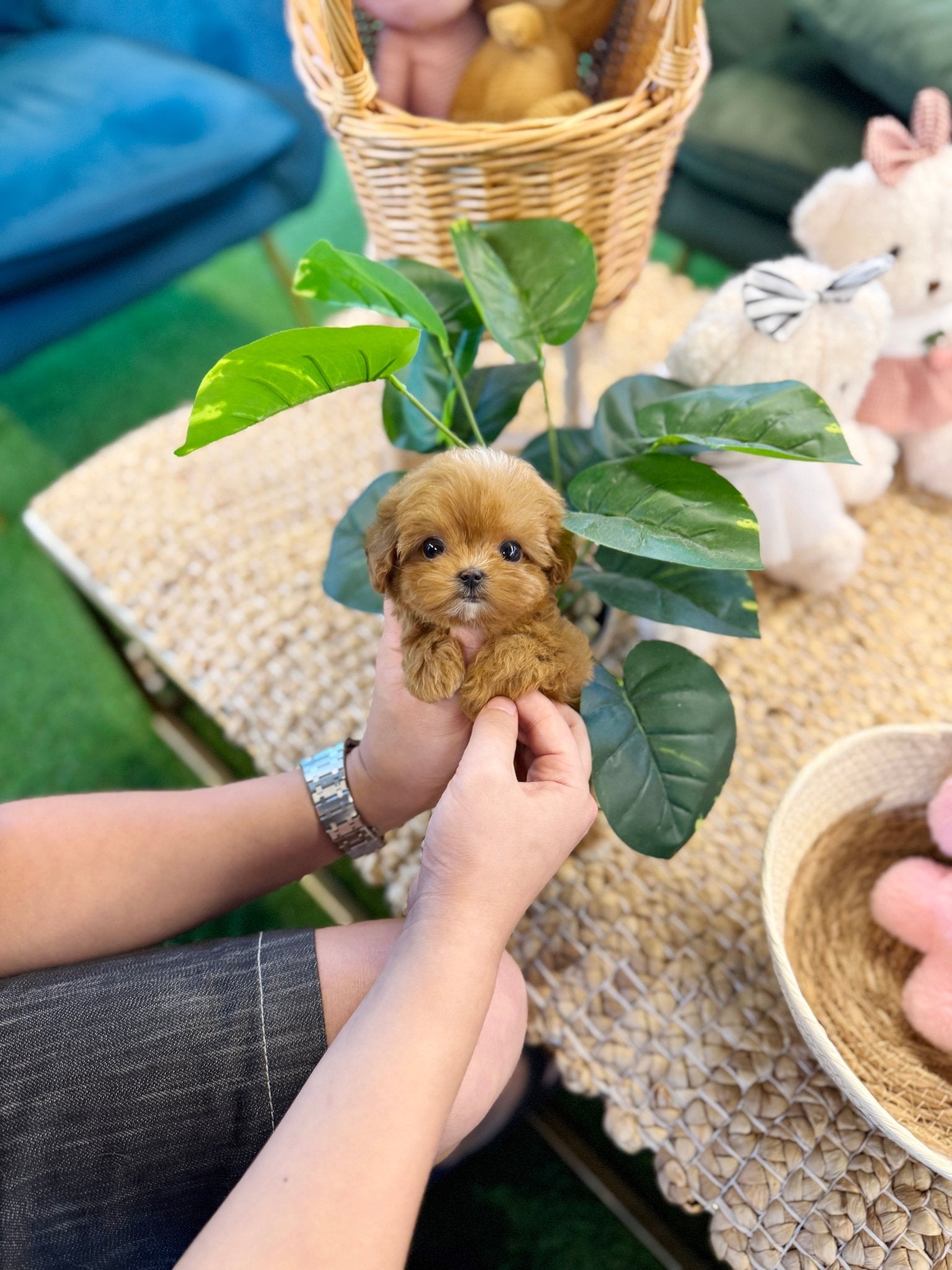 Maltipoo - Yomyom(Female) - Beautiful puppy teacup puppy with adorable features available for adoption from Velydog