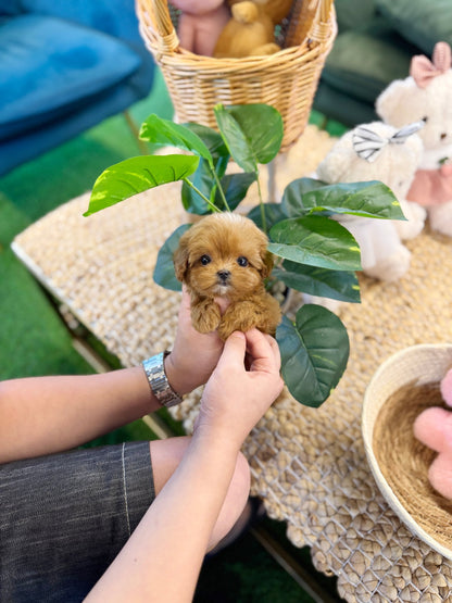 Maltipoo - Yomyom(Female) - Beautiful puppy teacup puppy with adorable features available for adoption from Velydog