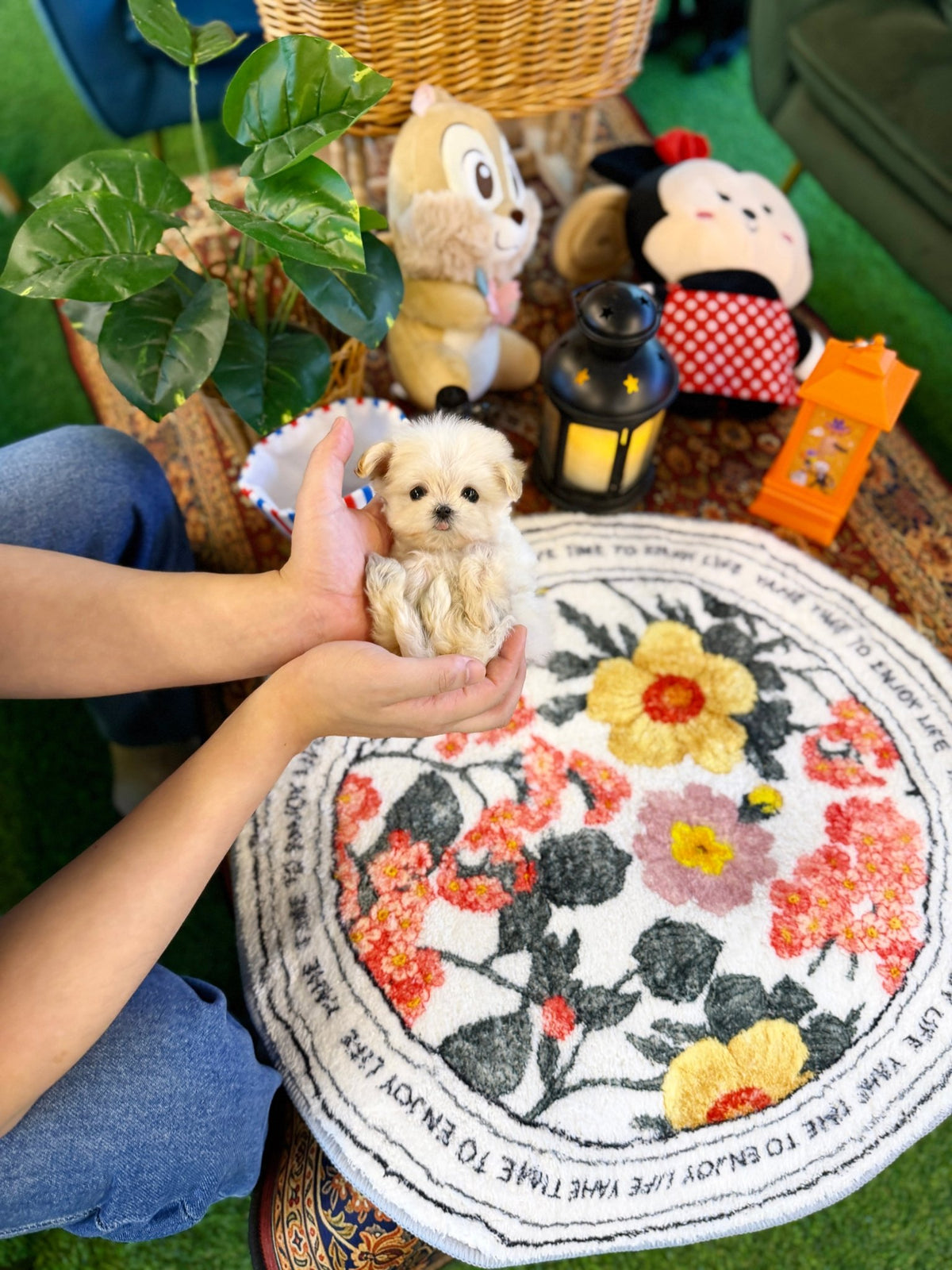 Maltipoo - Yoshi(Female) - Beautiful puppy teacup puppy with adorable features available for adoption from Velydog