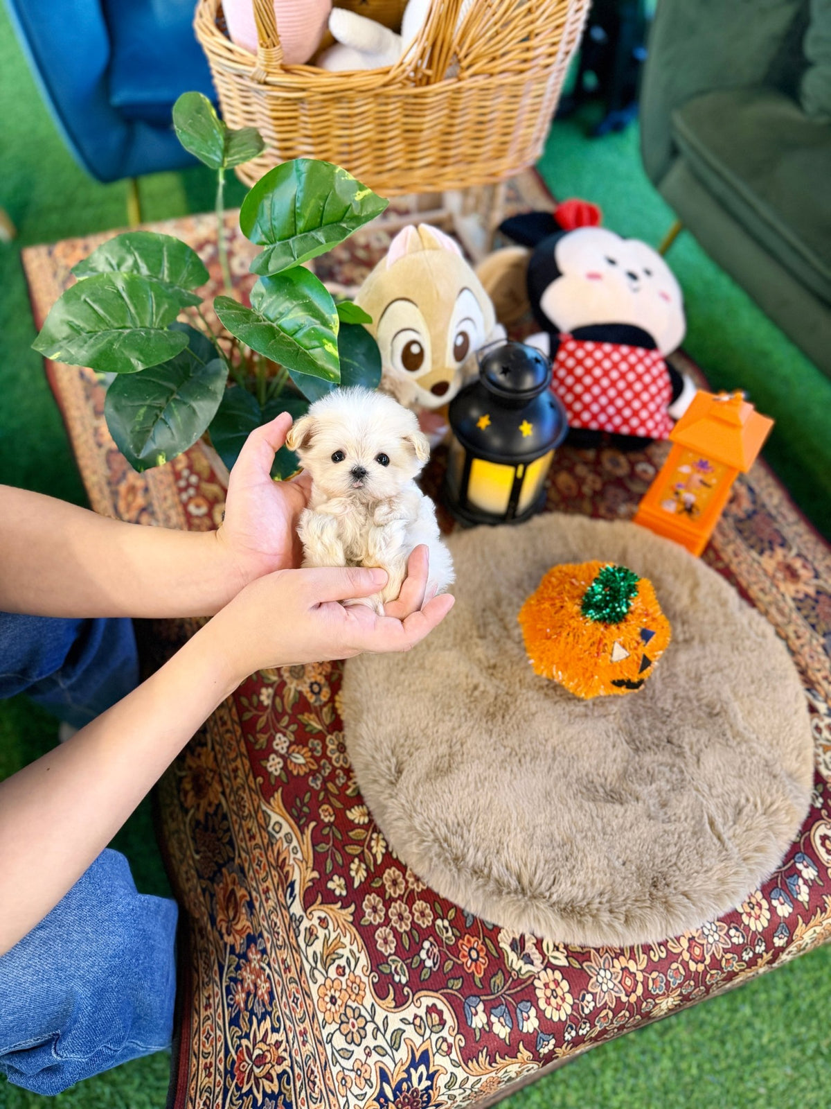 Maltipoo - Yoshi(Female) - Beautiful puppy teacup puppy with adorable features available for adoption from Velydog