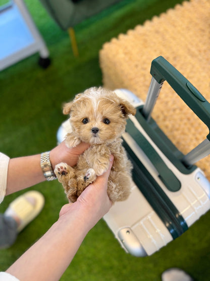 Maltipoo - Zippy(Male) - Beautiful puppy teacup puppy with adorable features available for adoption from Velydog