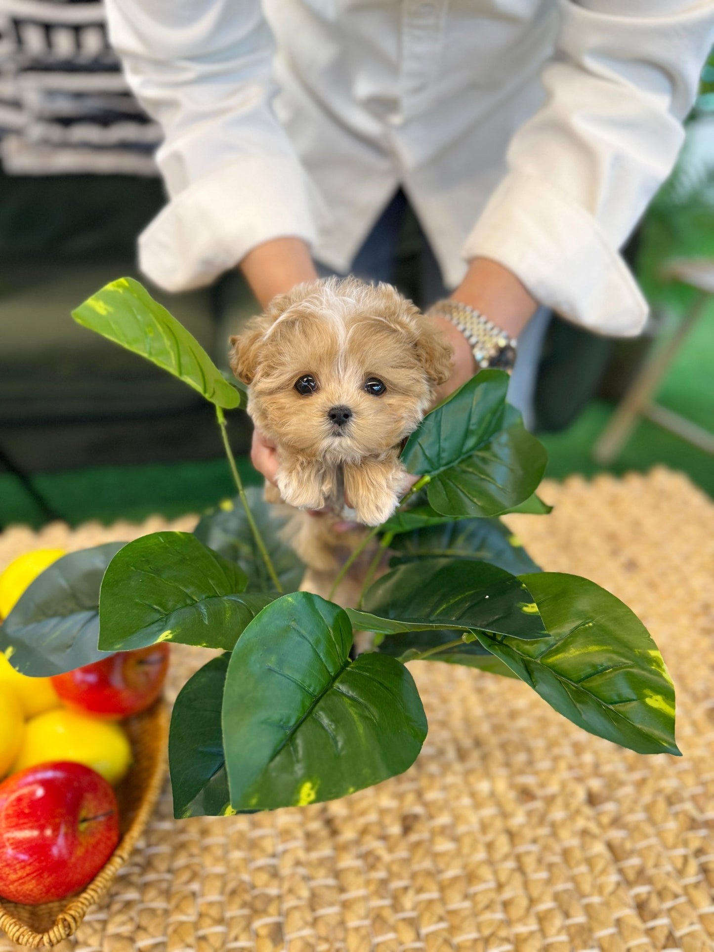 Maltipoo - Zippy(Male) - Beautiful puppy teacup puppy with adorable features available for adoption from Velydog