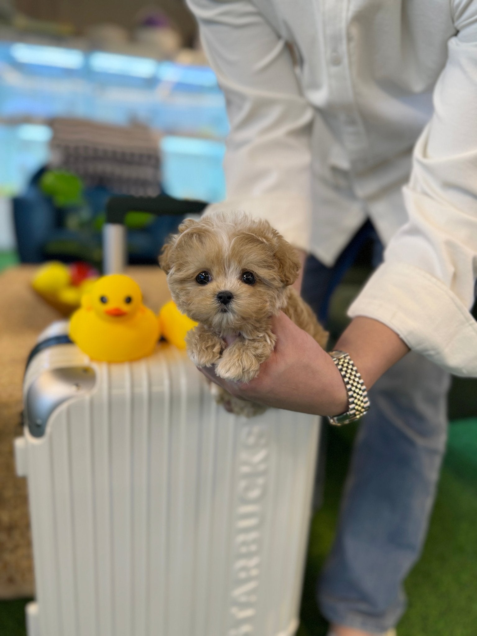 Maltipoo - Zippy(Male) - Beautiful puppy teacup puppy with adorable features available for adoption from Velydog