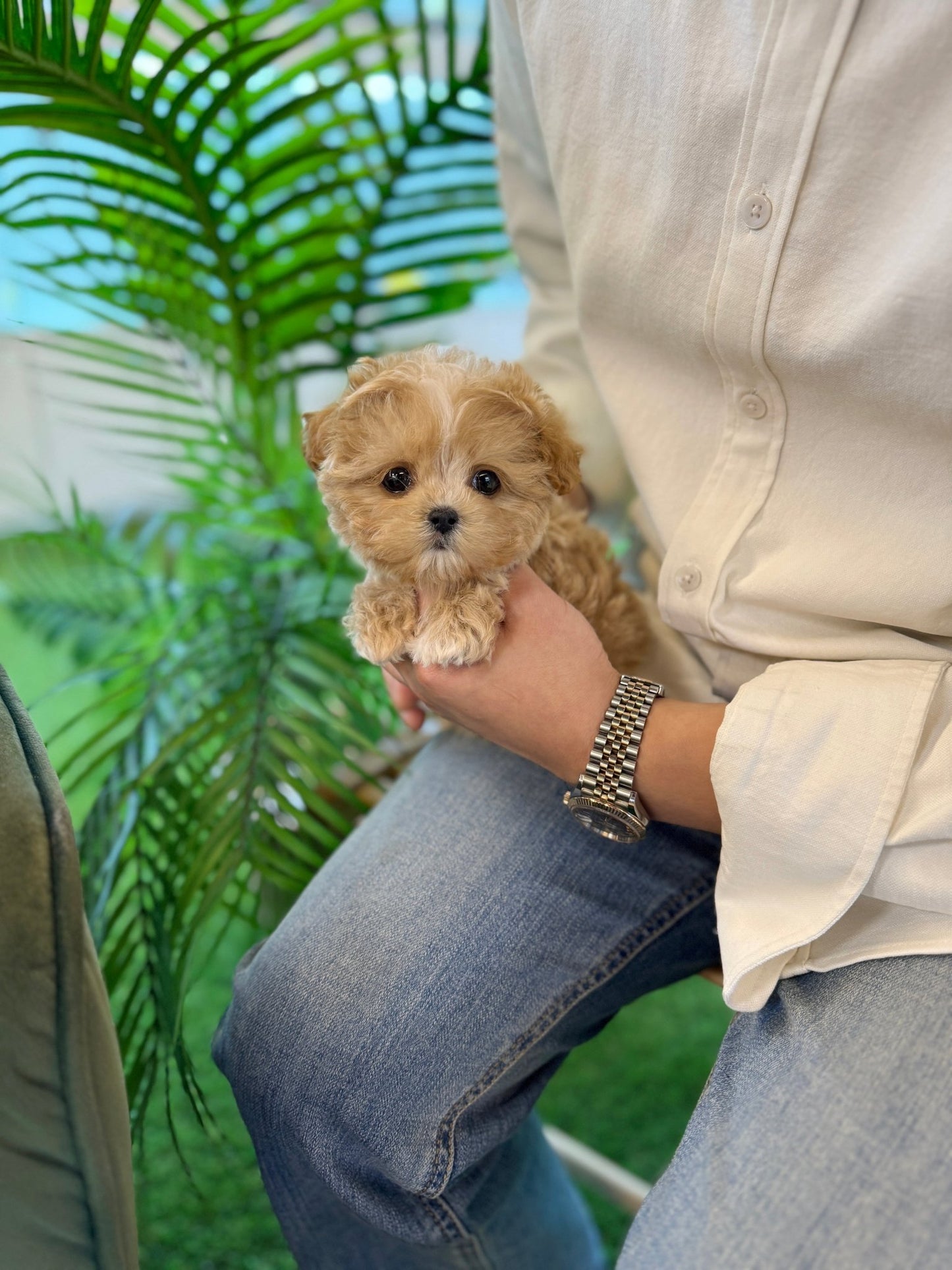 Maltipoo - Zippy(Male) - Beautiful puppy teacup puppy with adorable features available for adoption from Velydog