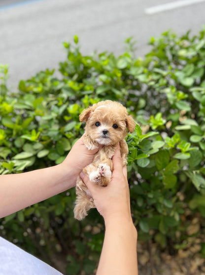 Maltipoo - Zoey(Male) - Beautiful puppy teacup puppy with adorable features available for adoption from Velydog