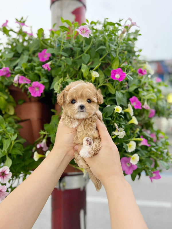 Maltipoo - Zoey(Male) - Beautiful puppy teacup puppy with adorable features available for adoption from Velydog